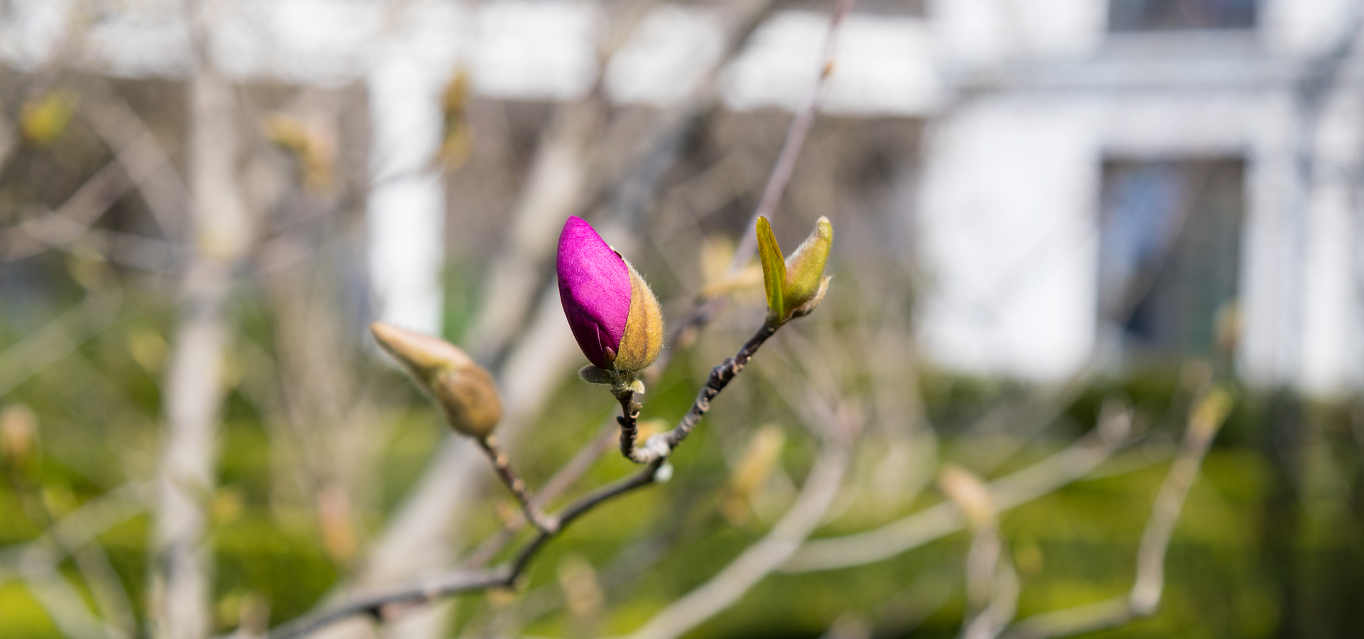 Gartenhof Ksters - Dsseldorf Magnoliengarten